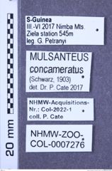 Etiketten zu Mulsanteus concameratus (Schwarz, 1903) (NHMW-ZOO-COL-0007276)